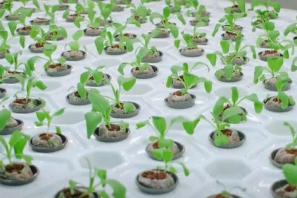 Coir Grow Bags for Greenhouse Export