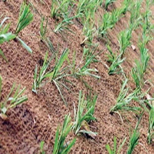Biodegradable Coir Fabric for Erosion Protection