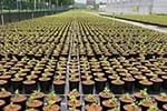 Cocopeat Nursery Greenhouse Export