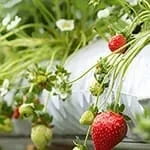 Coir Grow Bag for Organic Farming