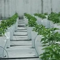 Coir Growbags for Horticulture Exporter
