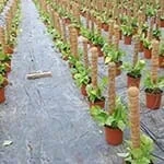 Coir Stick Support for Plants